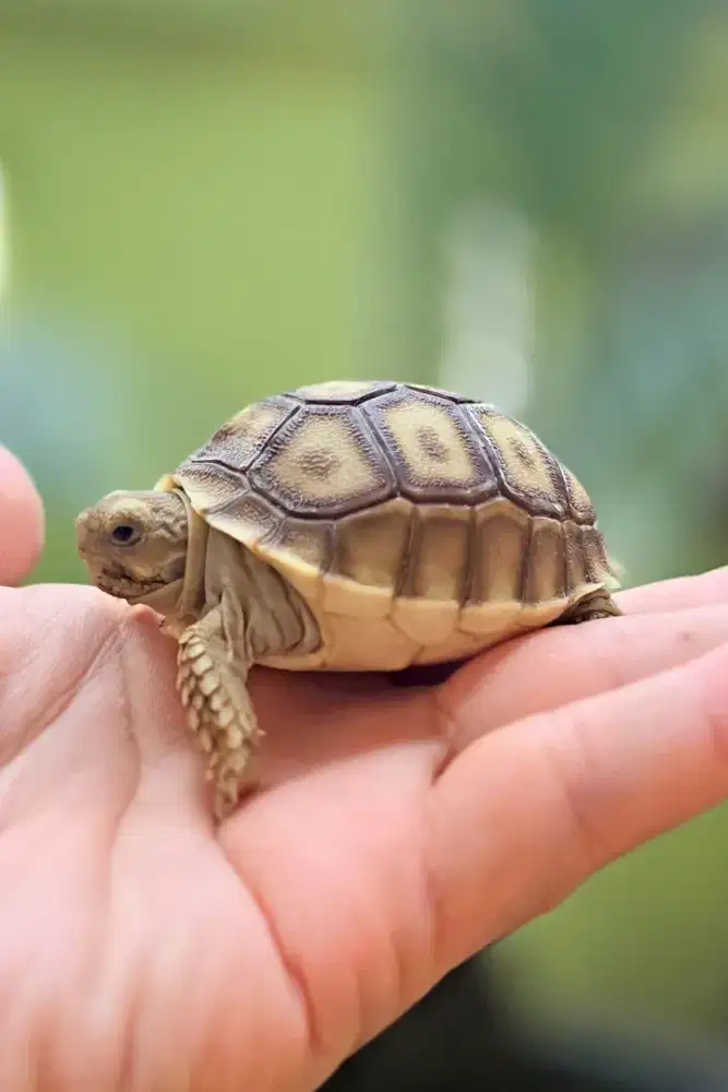 Kura kura Sulcata Baby Pilihan High Dome Bulat 6 cm