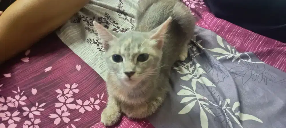 Kucing Semi Anggora