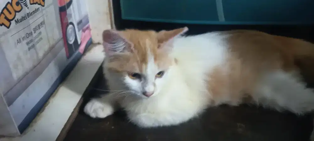 Kucing Bernama Fernando
