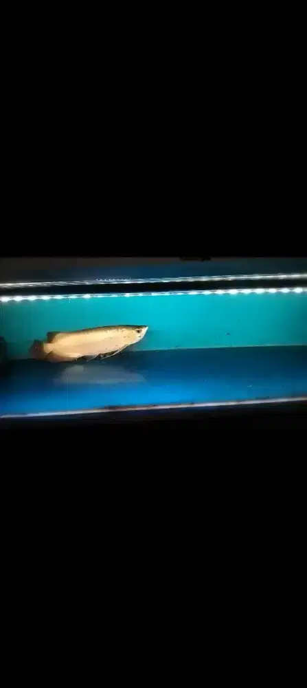 Ikan arwana super red