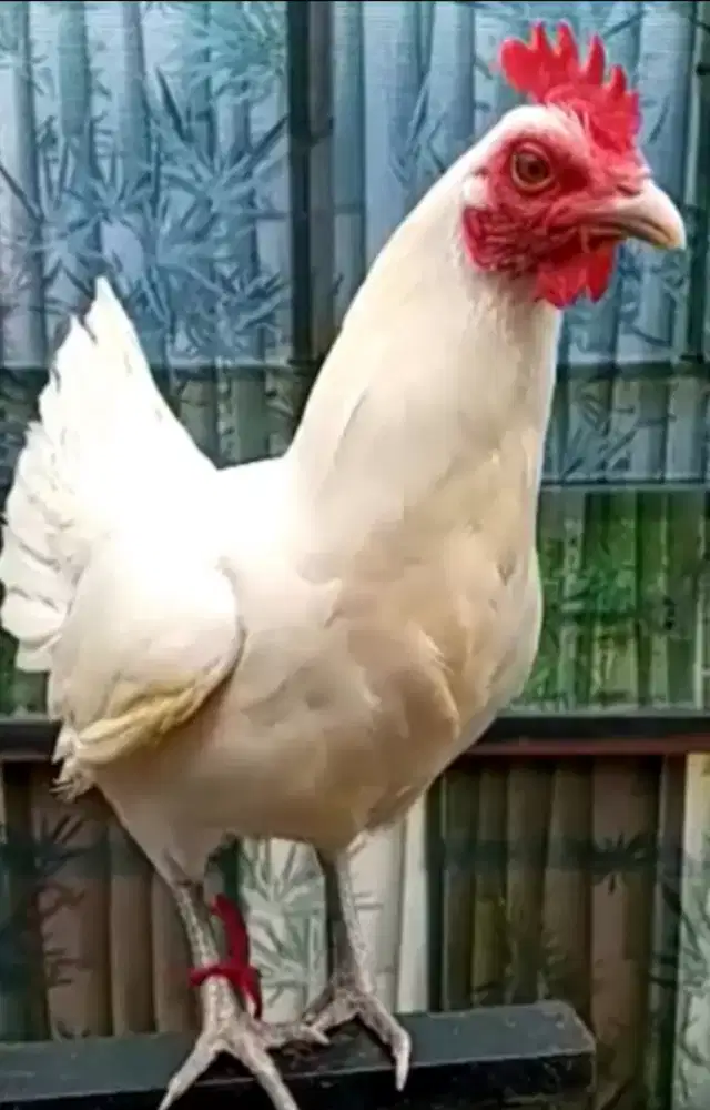 Ayam ketawa betina putih polos type durasi
