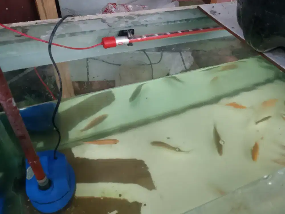 Aquarium 100x50x50 kaca 1cm