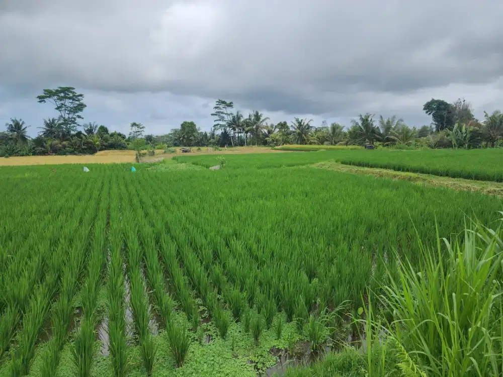 Dijual Murah Tanpa Perantara, Langsung dengan Pemilik, Tanah Sawah di Pejeng Kangin, Tampaksiring, Gianyar Bali - Thumbnail 5