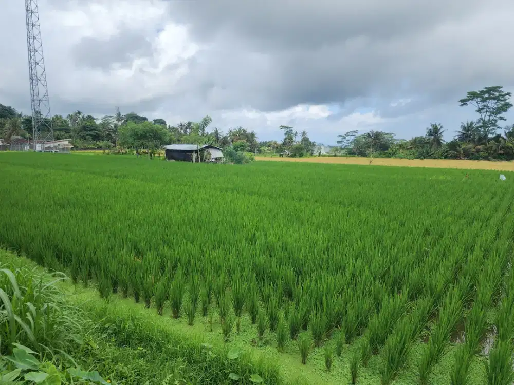 Dijual Murah Tanpa Perantara, Langsung dengan Pemilik, Tanah Sawah di Pejeng Kangin, Tampaksiring, Gianyar Bali - Thumbnail 7