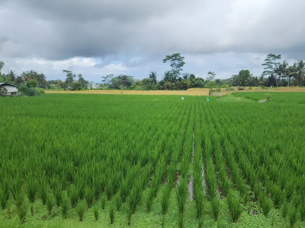 Dijual Murah Tanpa Perantara, Langsung dengan Pemilik, Tanah Sawah di Pejeng Kangin, Tampaksiring, Gianyar Bali - Thumbnail 6