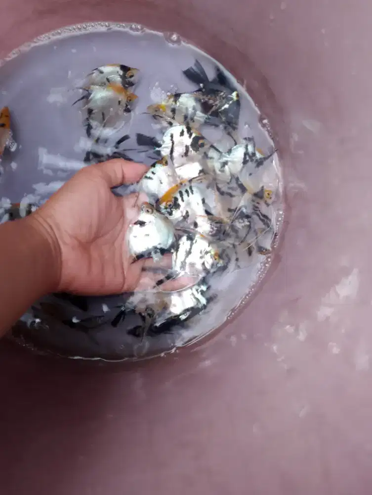 Ikan hias manfish