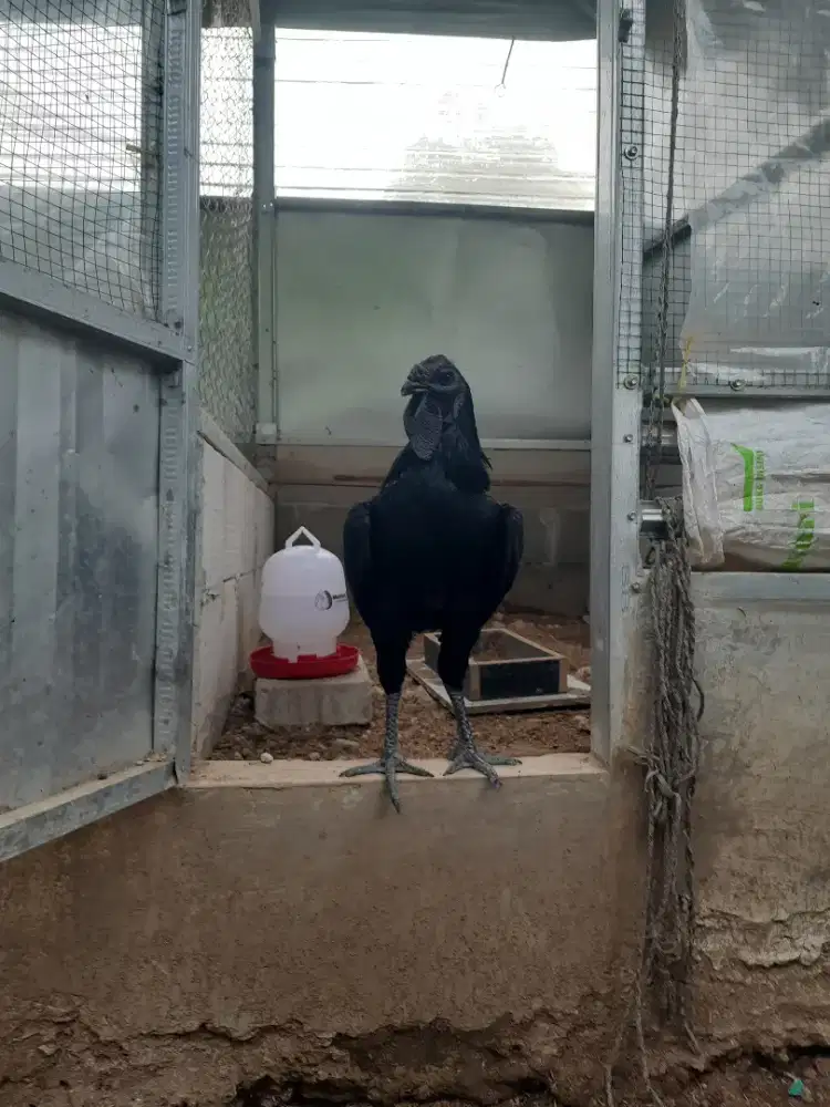 Ayam jago hitam silangan cemani & pelung