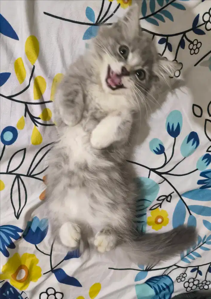 Kitten Norwegian