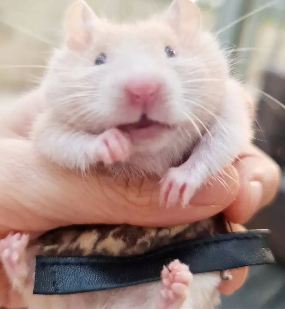 Hamster Syrian Bigbone Bigbond Lucu Imut Sirian Besar