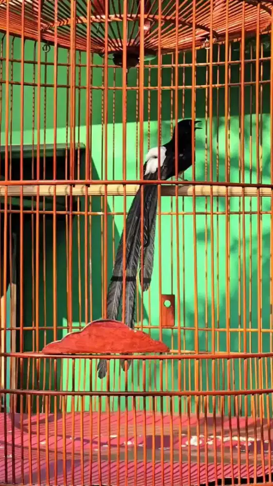 Murai Batu PE32 Balak Lite