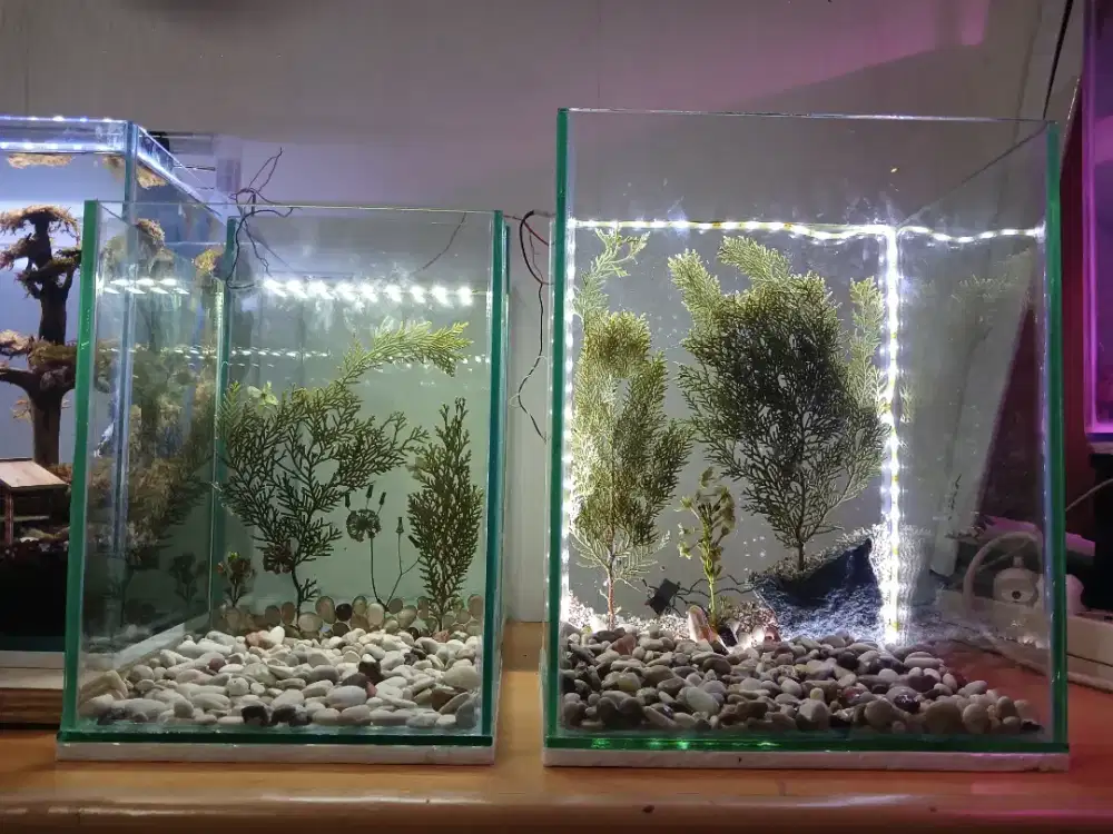 Aquarium akuarium mini background resin bening + lampu led