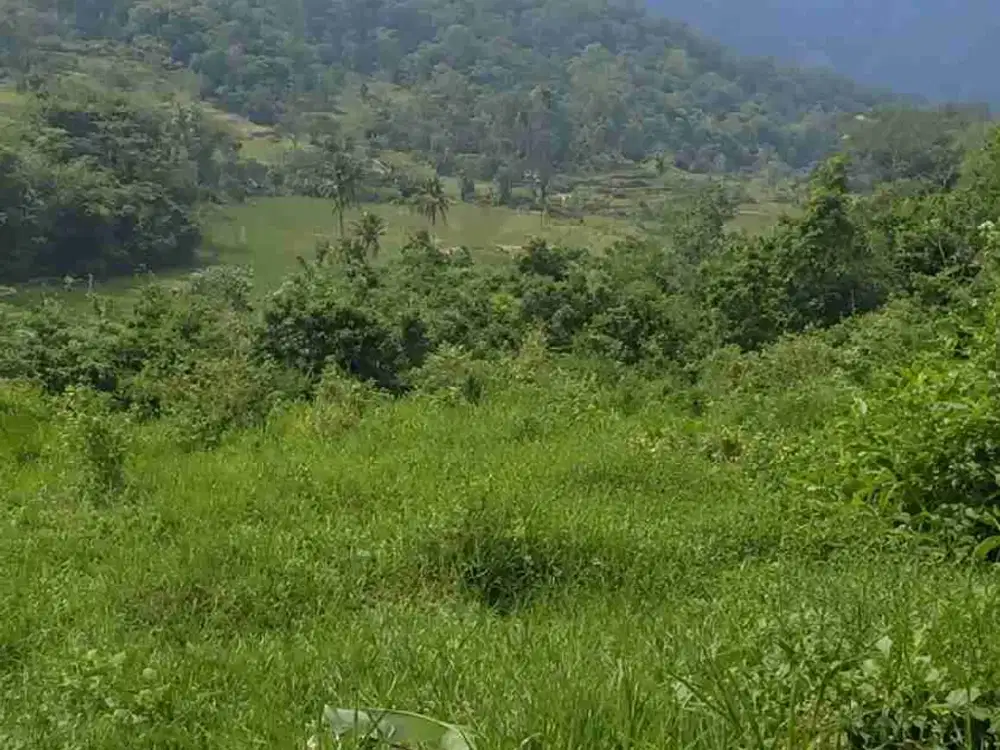 Kebun murah 21.000 m2 35rb/m2 Subang