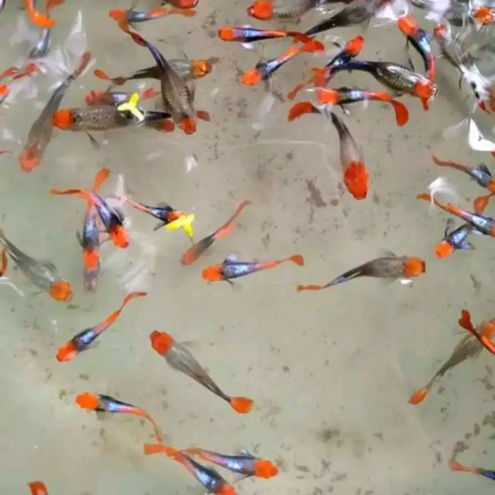 Guppy Tuxedo koi