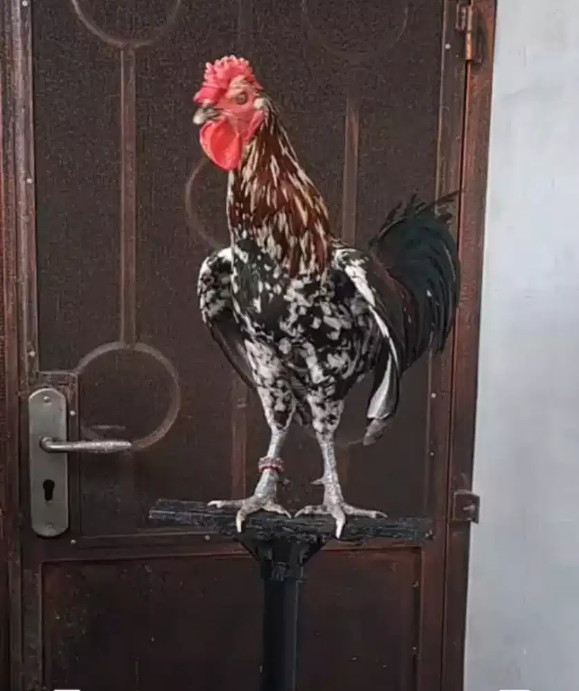 Ayam ketawa jantan