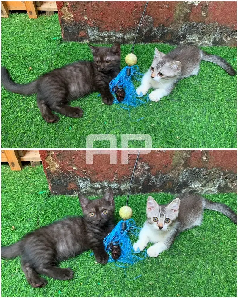 Kucing Munchkin Cebol