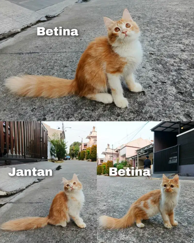 Kitten persia Longhair ekor kemoceng
