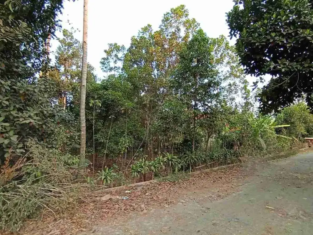 Kebun murah 2031 m2 Purwadadi Subang