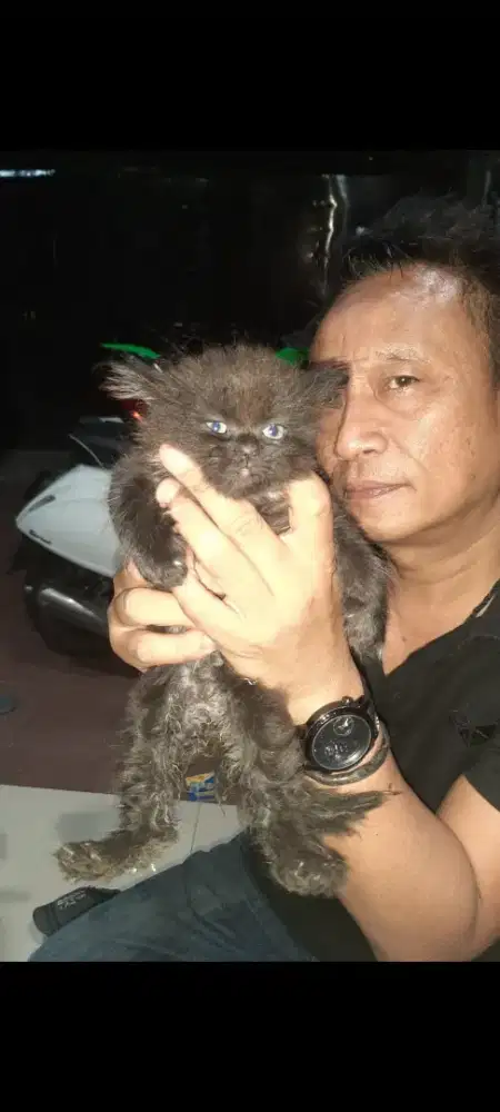 Kucing persia peak nose asli bagus berkelas