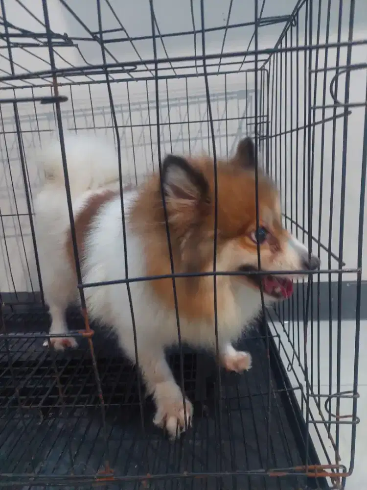Mini pomeranian
