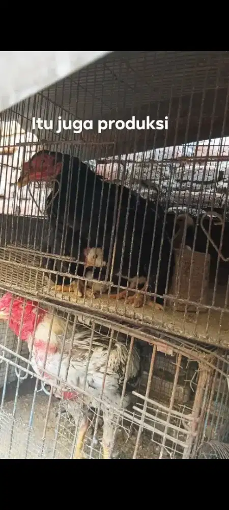 Jual ayam bangkok aduan satu pasang murah