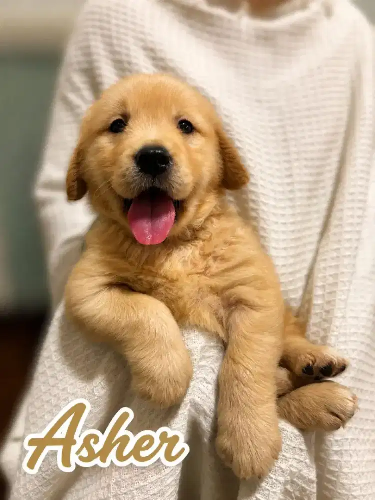 Anakan Golden Berkualitas