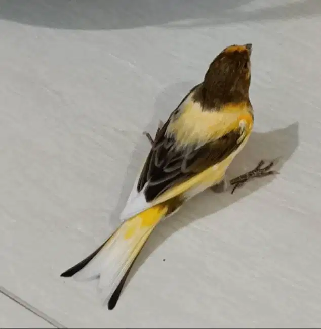 burung kenari jantan di Medan