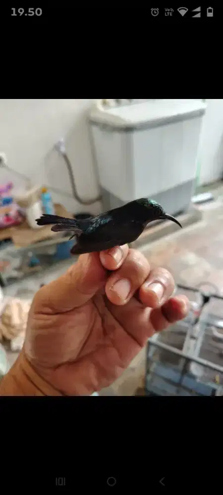 Jual burung konin
