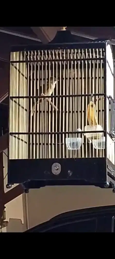 Burung Kapas Tembak Sumatra