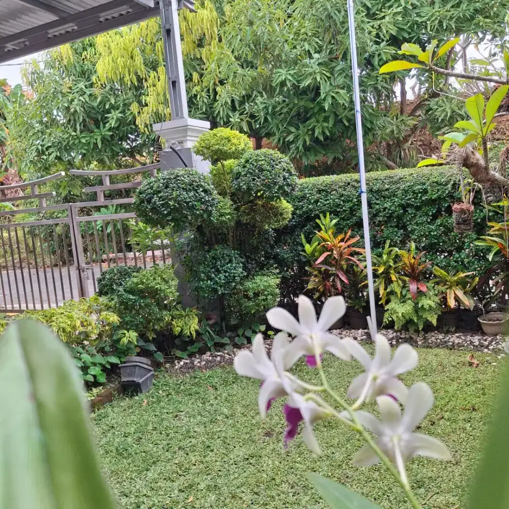 Jasa tukang taman