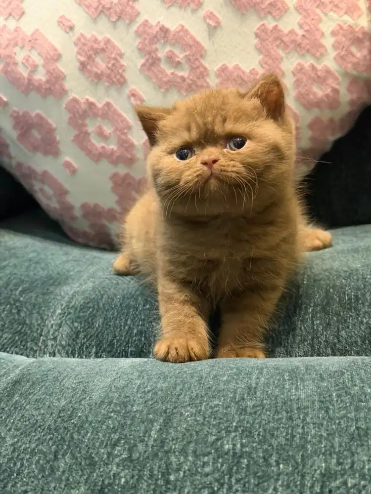 Munchkin bsh cinamon