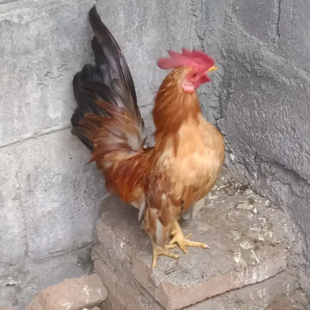Ayam kate jantan