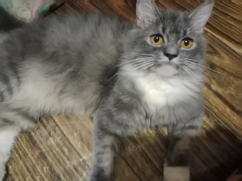 Persia Betina 8 Bulan