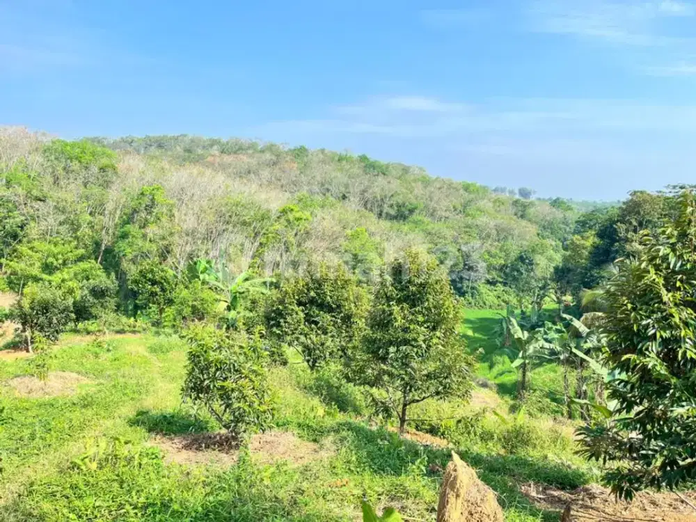 Jual Tanah Kebon Duren & Alpukat & Sawah Padi