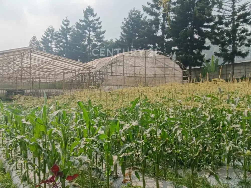 Tanah Sangat Cocok Jadi Lahan Produktif Di Kolonel Masturi