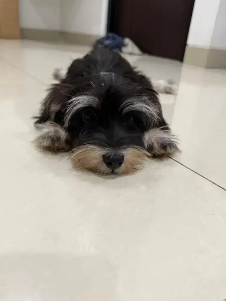 Di jual puppy Morki Sale