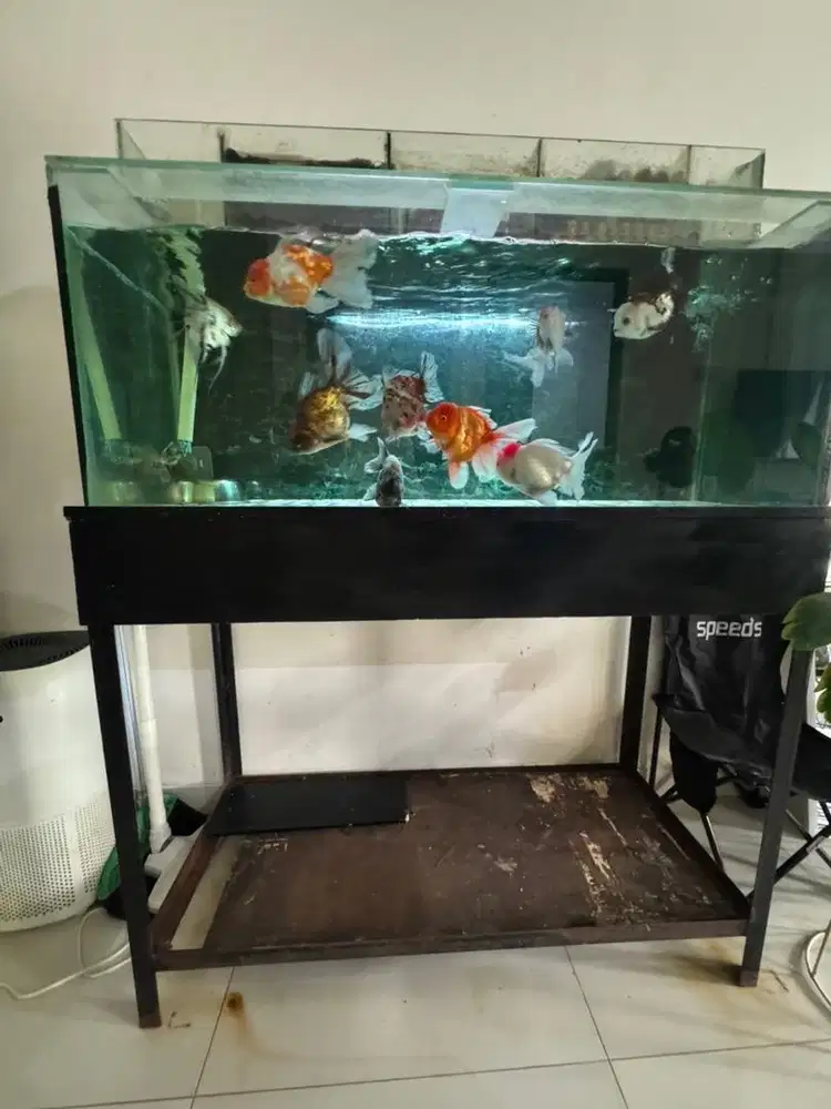 Aquarium 1 meter murah di bawa smuanya