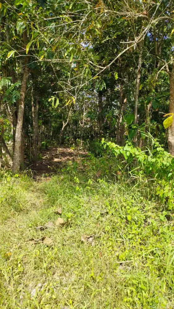 Dijual Cepat Tanah Berikut Pohon Jatinya