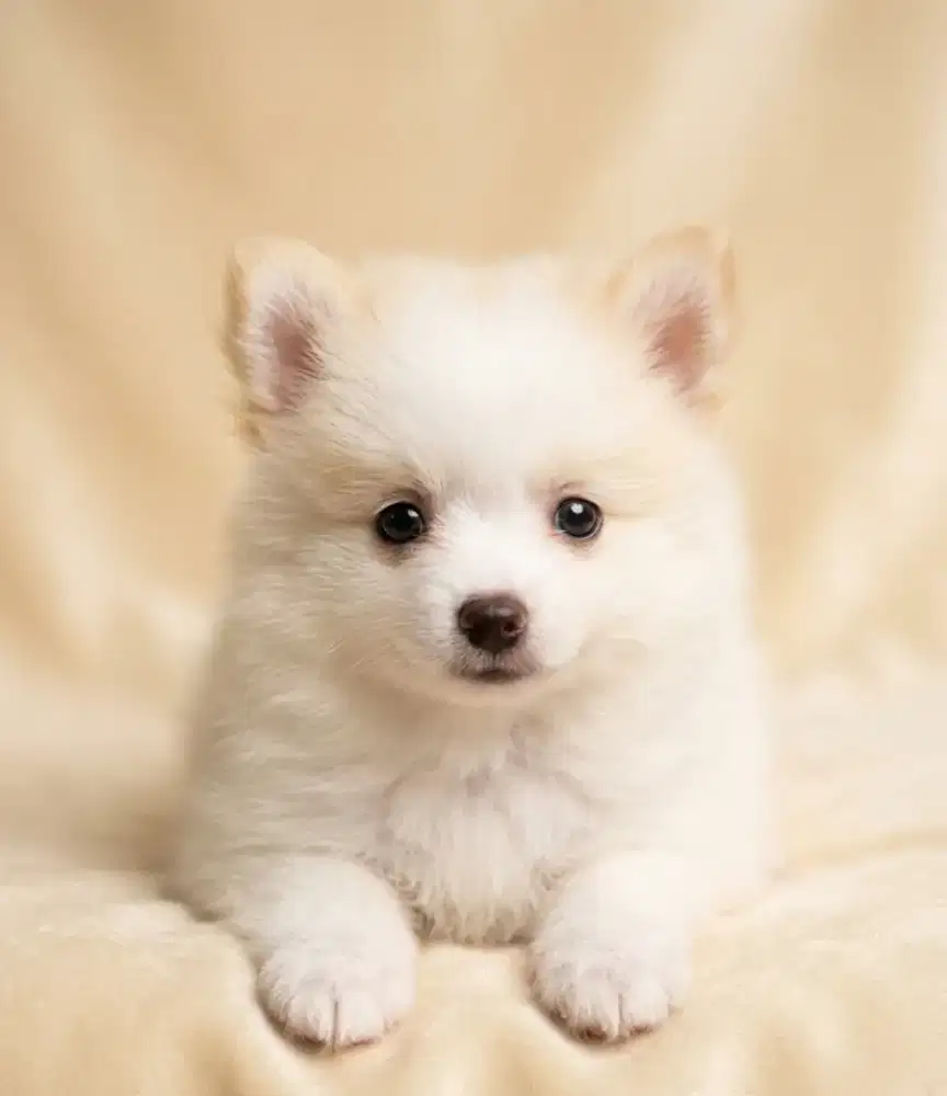 Dijual Anakan anjing Pomeranian / pom