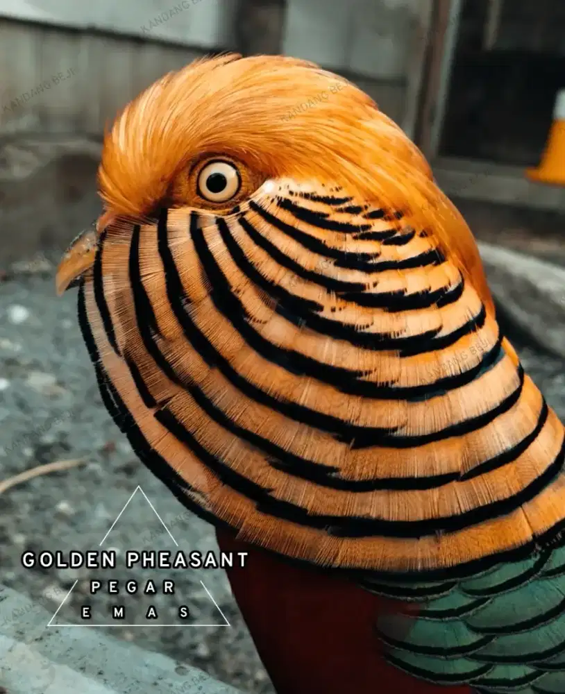 Golden pheasant