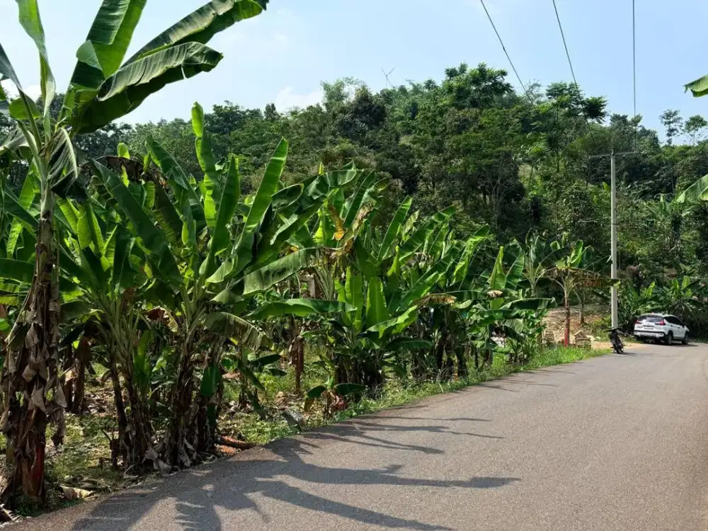 Jual Tanah Peternakan Sapi di Bogor Luas 7,5 Ha