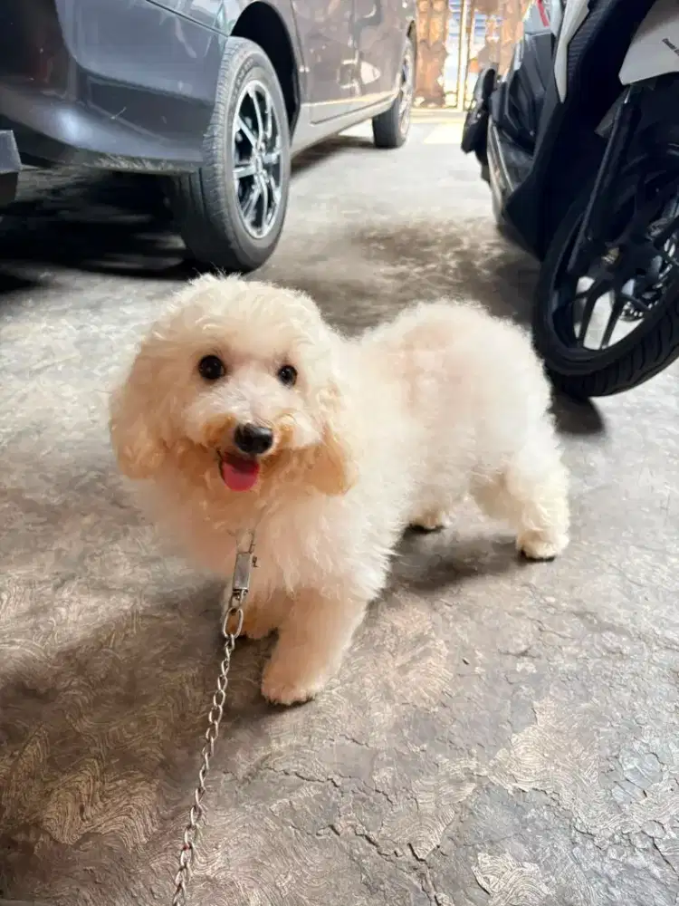 Jual Toy Poodle Betina