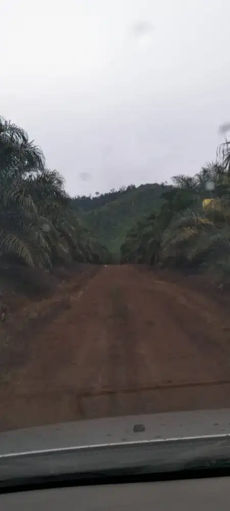 Lowongan Perkebunan Kelapa Sawit Kalimantan Gratis