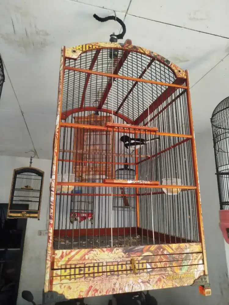 Jual burung Kacer Jabar dada putih