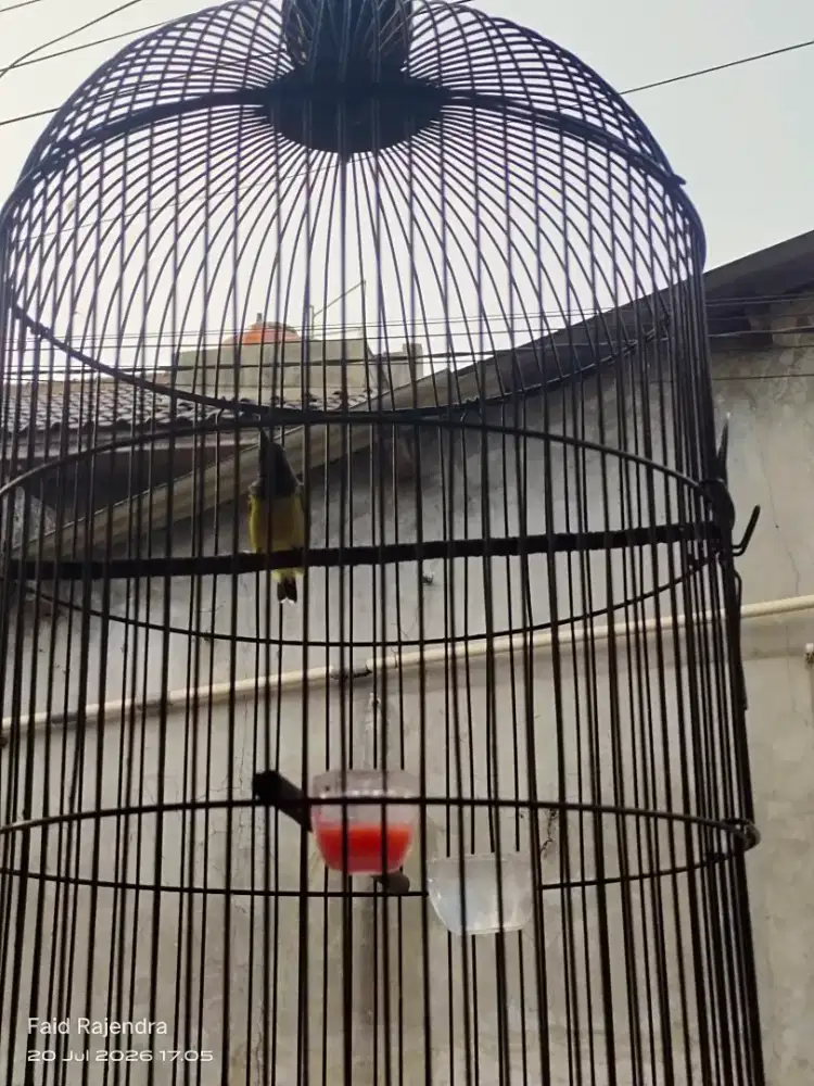 Sogon ring jinak