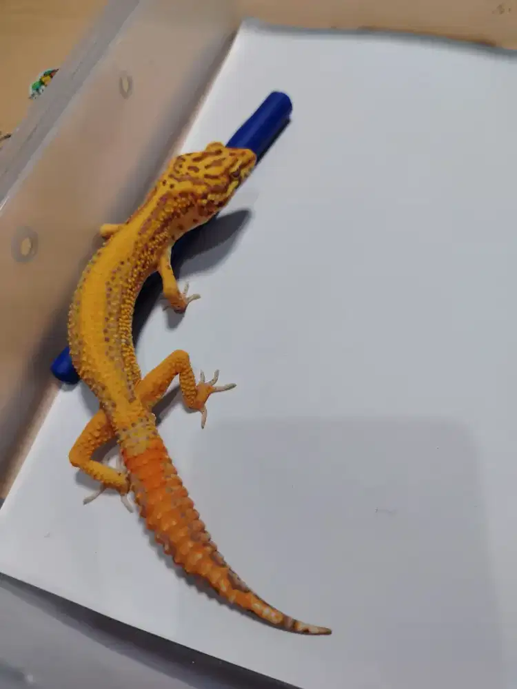 Leopard gecko  Bell Bold Stripe CT gondrong