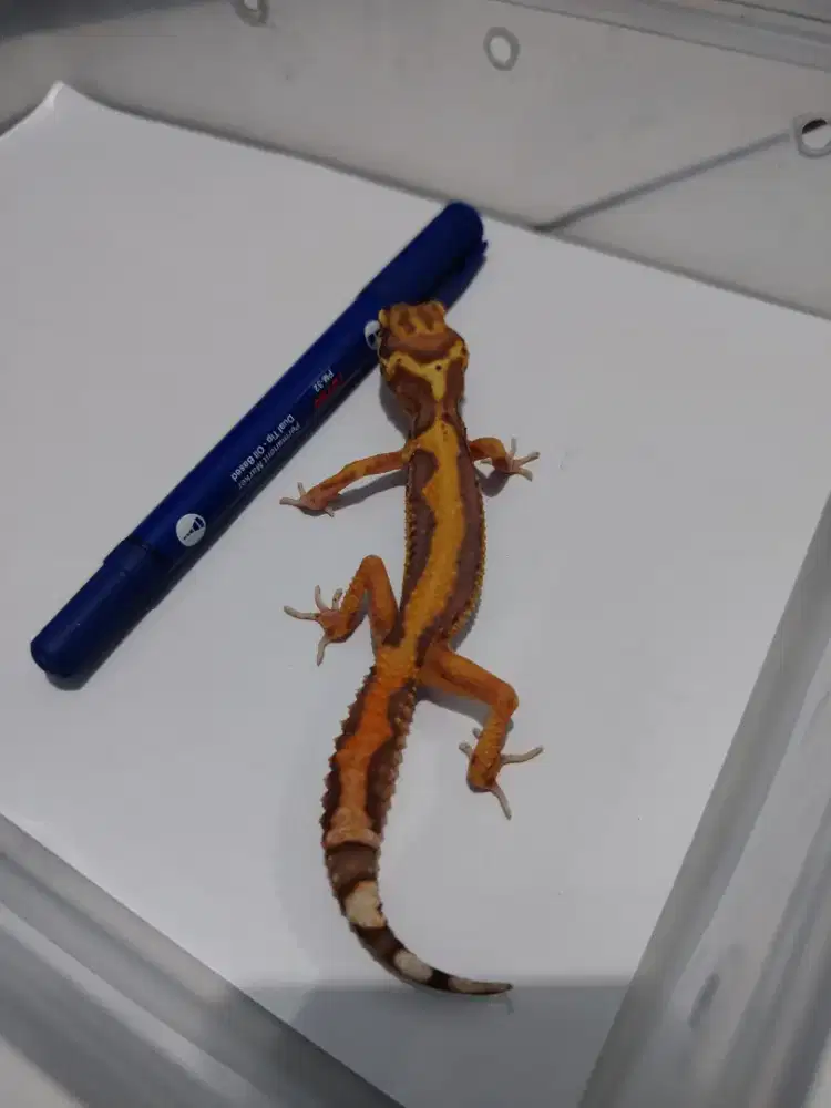 Leopard gecko   Bell Bold Stripe