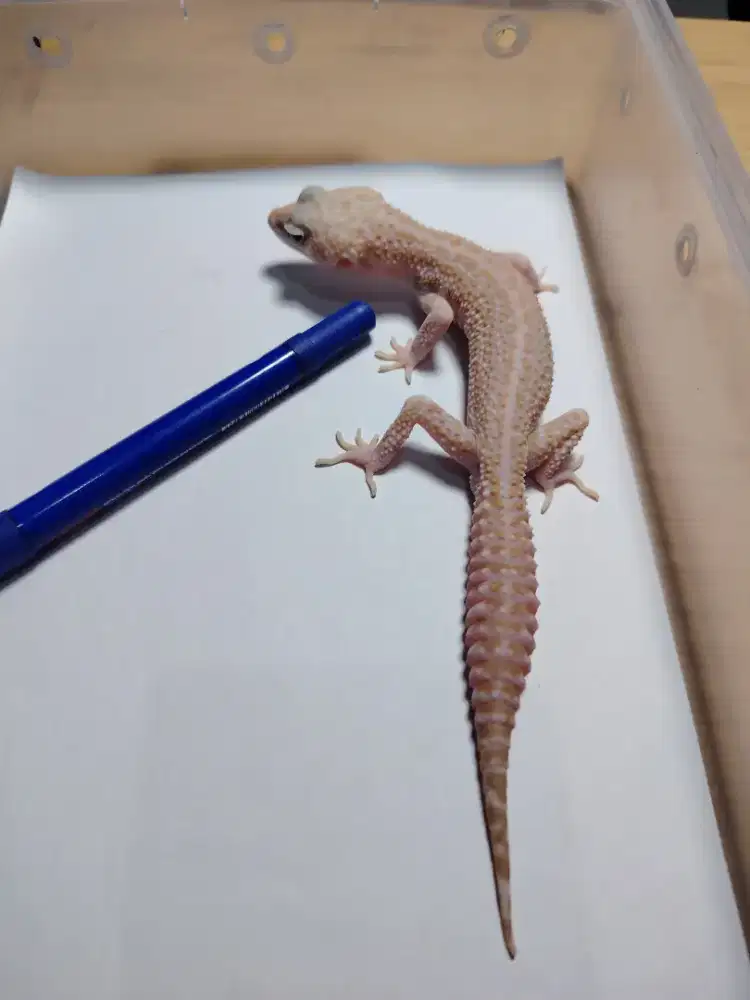 Leopard gecko   Super Snow Tremper