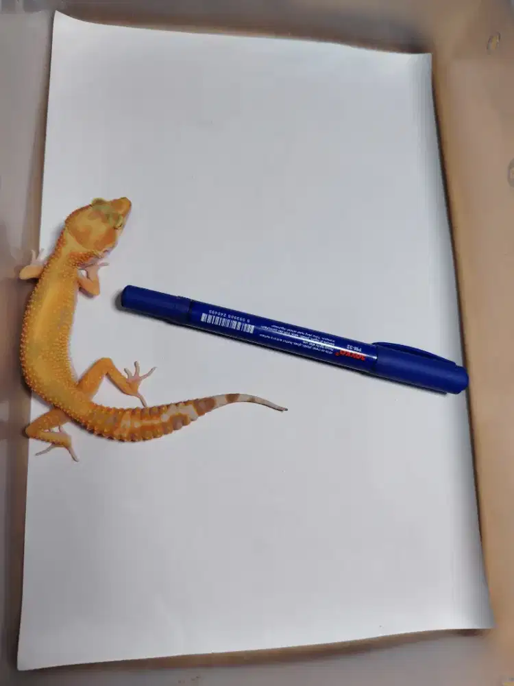Leopard gecko Tremper emerine  RS Jungle