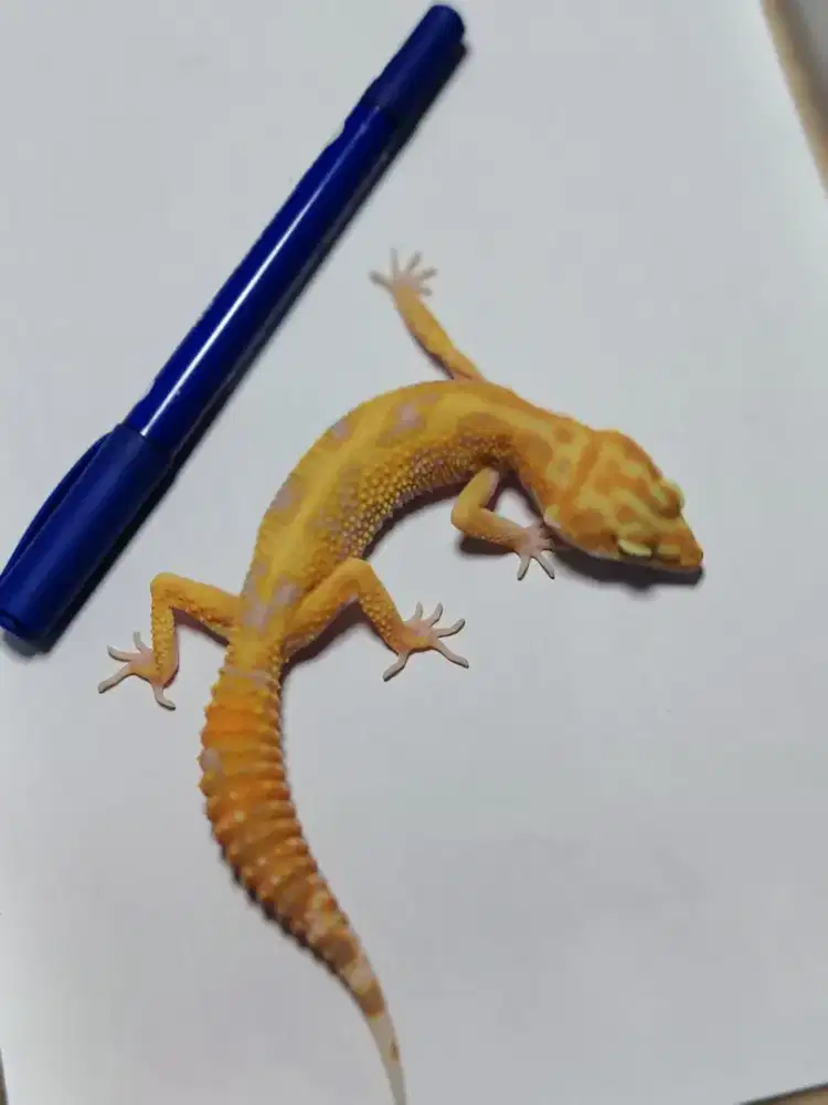 Leopard gecko Tremper jungle Stripe