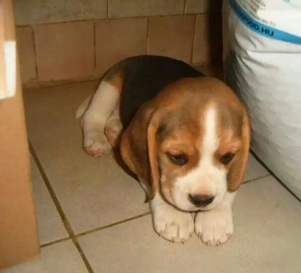 DIJUAL ANAK ANJING BEAGLE TRICOLOR